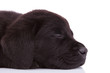 Photo: labrador retriever puppy dog's head sleeping labrador retriever puppy dog's head sleeping