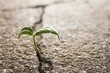 Foto: weed growing through crack in pavement weed growing through crack in pavement
