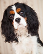 Dog spaniel
