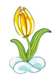 Yellow crocus on the snow