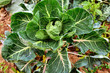 Young Brussels sprout, Kale vegetable on ground in garden