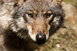 Wolf oder Grauwolf (Canis lupus)