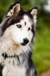 Husky