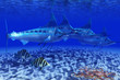 Illustration: Blue Marlin Pack Blue Marlin Pack