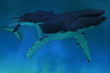 Illustration: Humpback Whale Ocean Humpback Whale Ocean