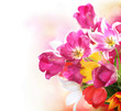 Spring Flowers. Tulips bunch