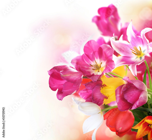 Photo: Spring Flowers. Tulips bunch Spring Flowers. Tulips bunch