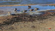 Video: Ducks searching through the wet, muddy shore for food Ducks searching through the wet, muddy shore for food