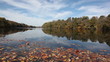Beautiful autumn leaves floating down river