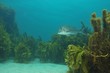 Snapper in kelp forest