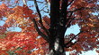 Autumn maple tree