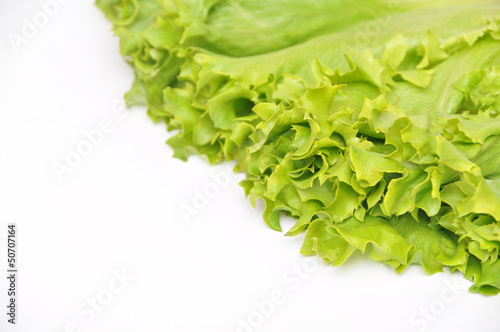Photo: Lettuce Bunch Lettuce Bunch