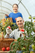 Woman and man picking tomatoes
