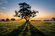 Tree Shadows