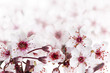 Cherry blossoms