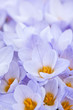 Abundant crocus blossoms