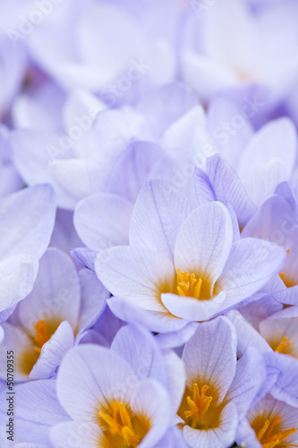 Photo: Abundant crocus blossoms Abundant crocus blossoms