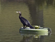 Cormorant