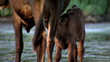 Cow nursing calf in the wild...