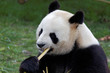 Panda géant - Zooparc de Beauval (France)
