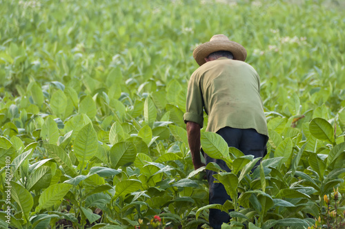 Photo: Cuban farmer on the tobacco field Cuban farmer on the tobacco field