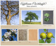Apfelbaum