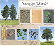 Illustration: Schwarzerle Erle Schwarzerle Erle