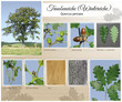 Illustration: Traubeneiche Wintereiche Traubeneiche Wintereiche
