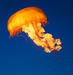 Glowing Jellyfish
