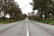 Photo: Empty road through the woods Empty road through the woods