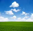 field
