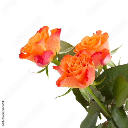 Photo: three orange rose three orange rose