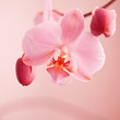 spring orchid pink flower