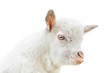 White baby goat head on a white background