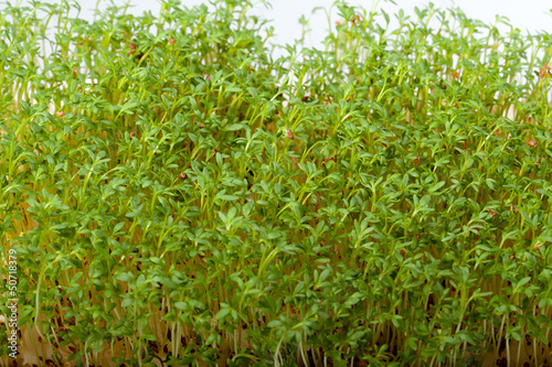 Photo: Cress seedlings isolated on white background Cress seedlings isolated on white background