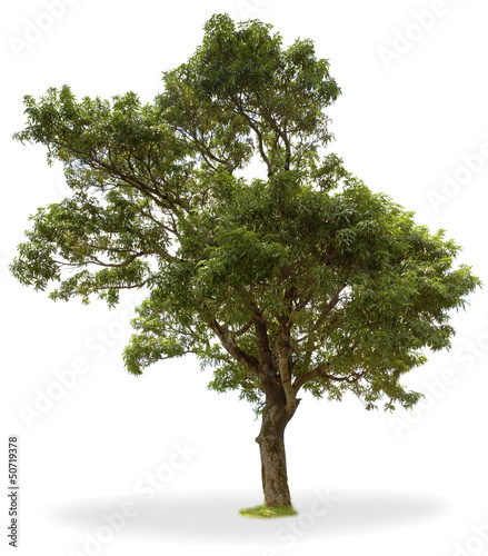 Photo: arbre fruitier tropical, manguier arbre fruitier tropical, manguier