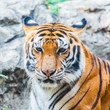 bengal tiger.