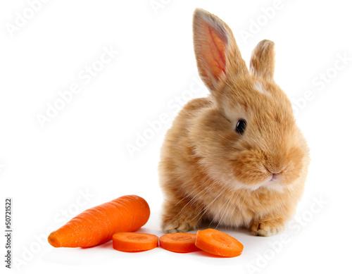Photo: Fluffy foxy rabbit with carrot isolated on white Fluffy foxy rabbit with carrot isolated on white