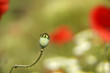 poppy capsule in a colorful poppy field