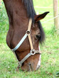 braunes Pferd Portrait