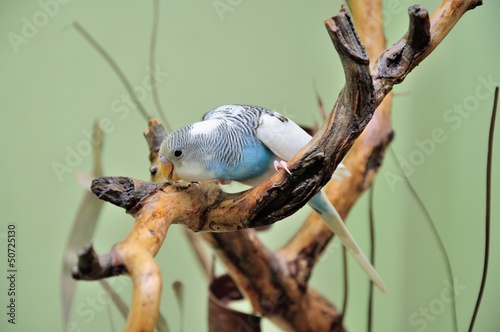 Photo: budgie budgie