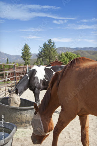 Photo: Horses feeding from buckets Horses feeding from buckets