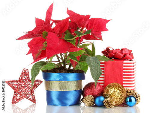 Photo: Beautiful poinsettia with christmas balls and presents isolated Beautiful poinsettia with christmas balls and presents isolated