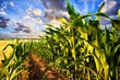 Corn field and sky with beautiful clouds