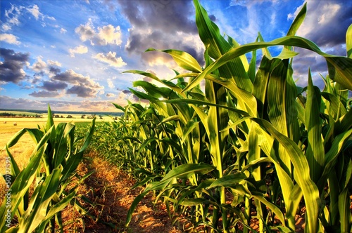 Photo: Corn field and sky with beautiful clouds Corn field and sky with beautiful clouds