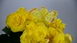 Gelbe Blumen
