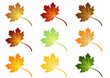 Couleurs des feuilles -  feuillage - Automne