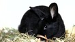 Cute black rabbit eating salad