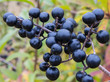 Foto: Beeren des Gewöhnlichen Liguster Beeren des Gewöhnlichen Liguster