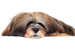 Lhasa Apso dog laying down